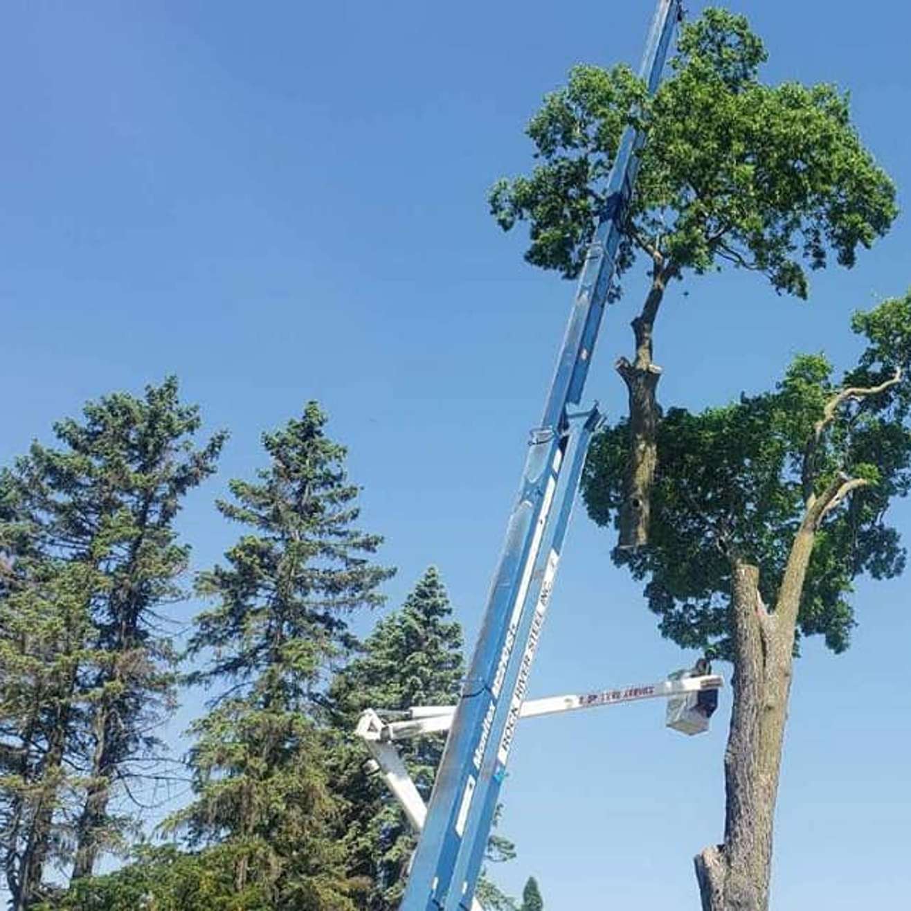 Blog LP Tree Service
