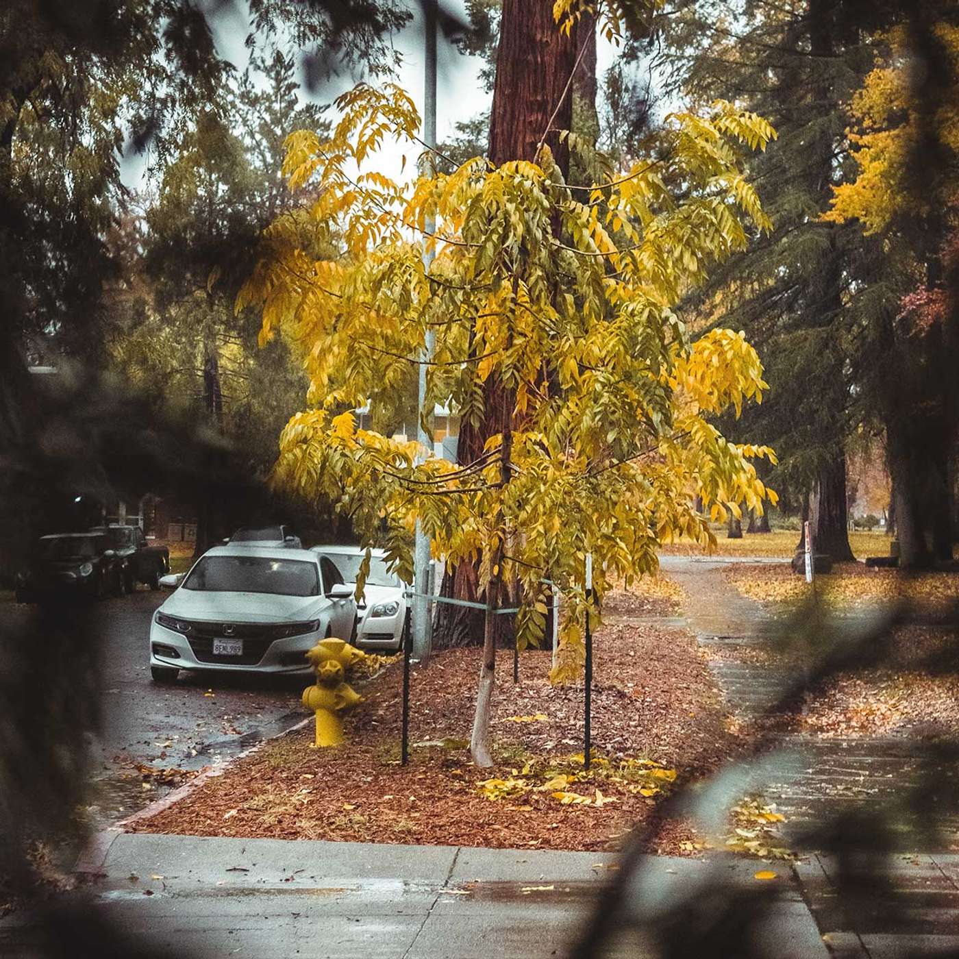 Home LP Tree Service