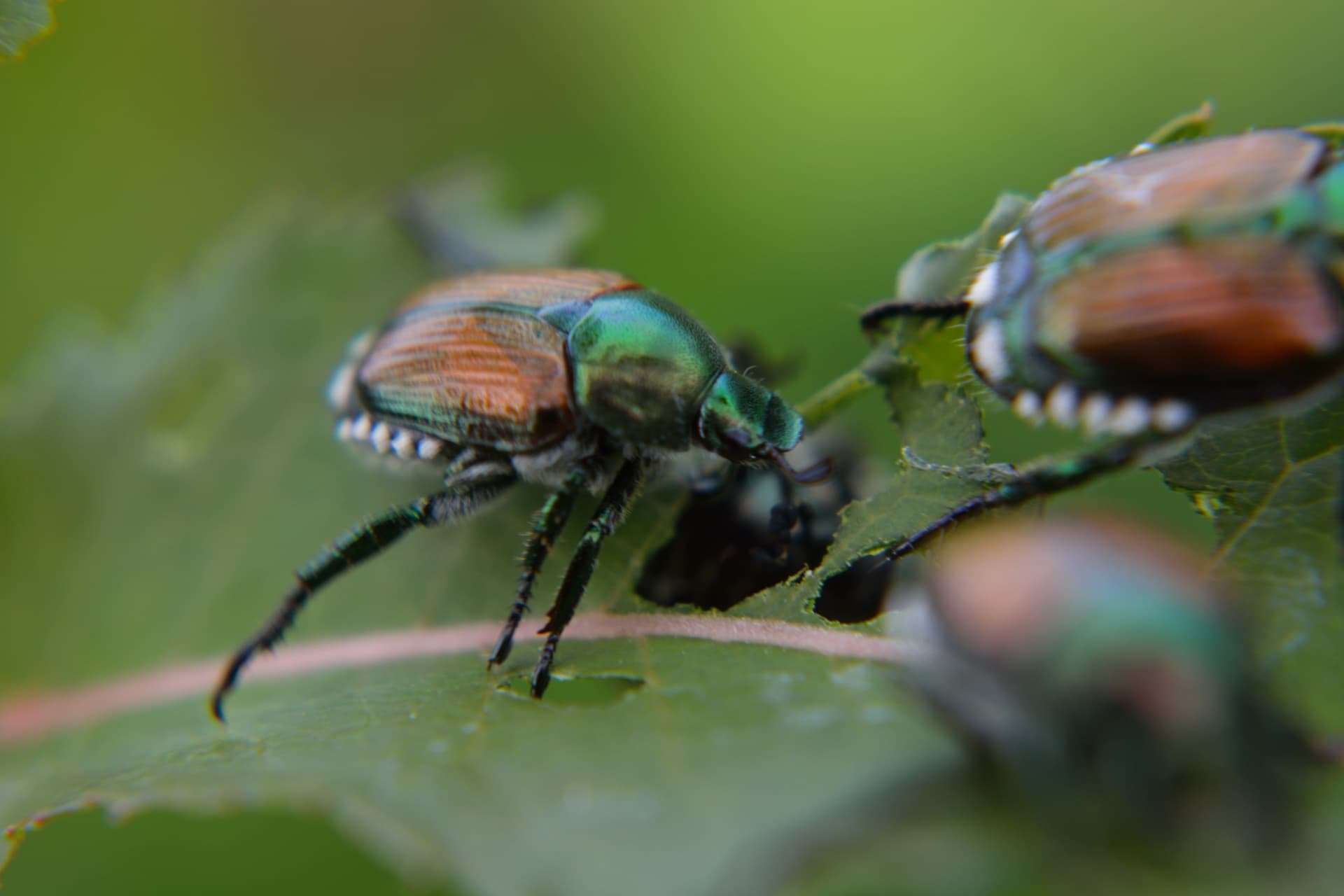 How do Japanese Beetles affect my trees? 